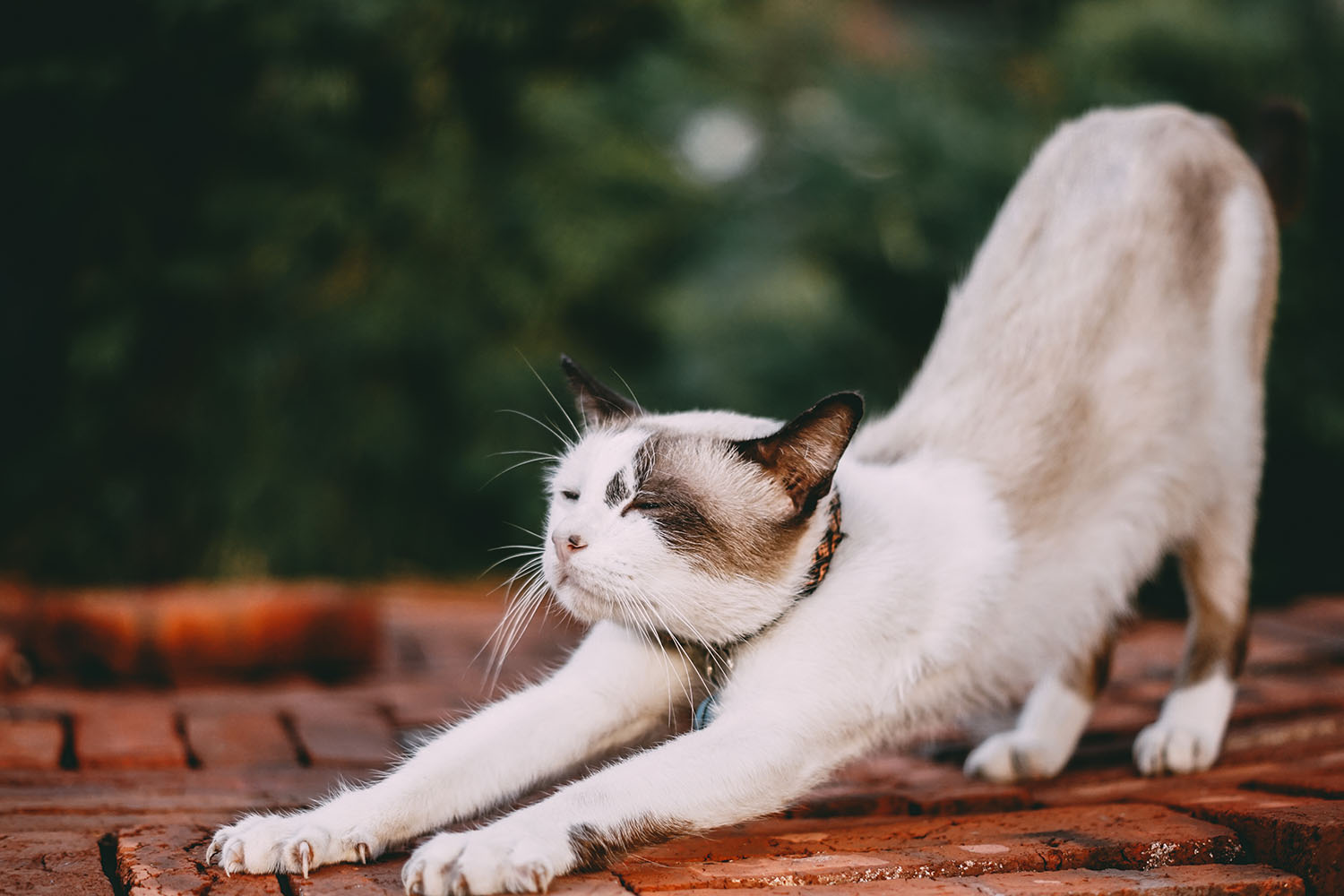 养猫指南 猫咪生理及行为学 海正动保